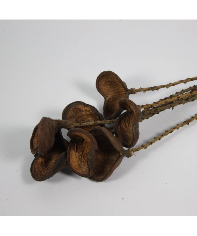 Mandelnød 60 cm