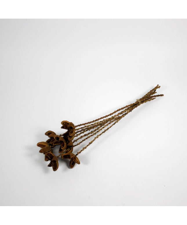 Vild Apelsin 60 cm