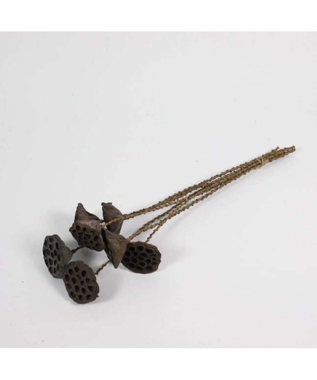 Lotuskvist 60 cm